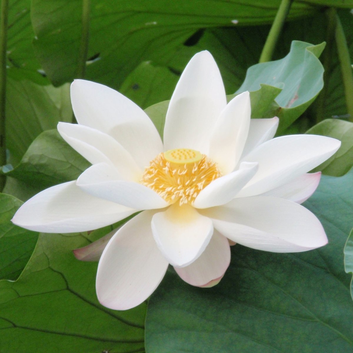 Белый лотос - лотос, вода, цветок, природа - оригинал