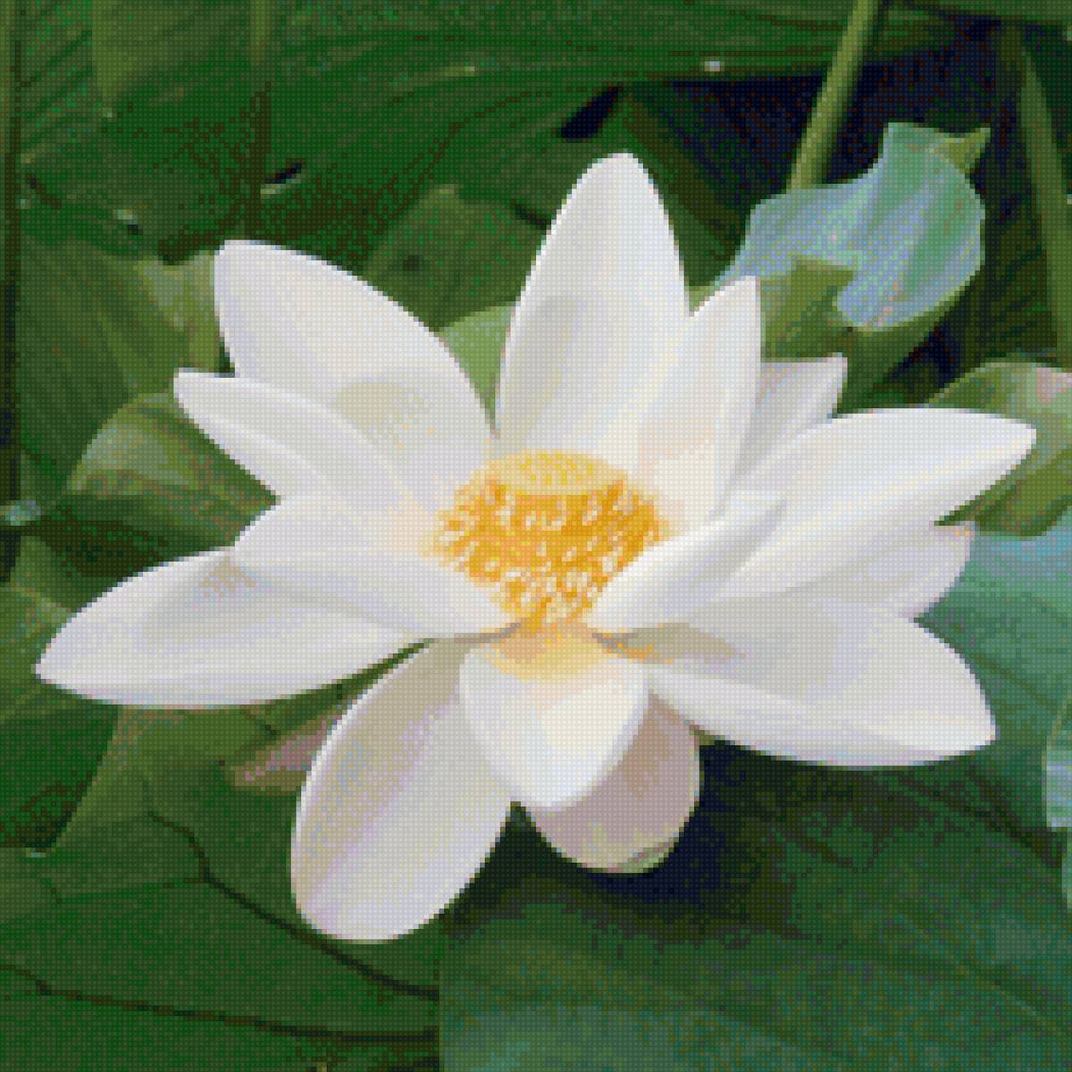 Белый лотос - цветок, природа, вода, лотос - предпросмотр