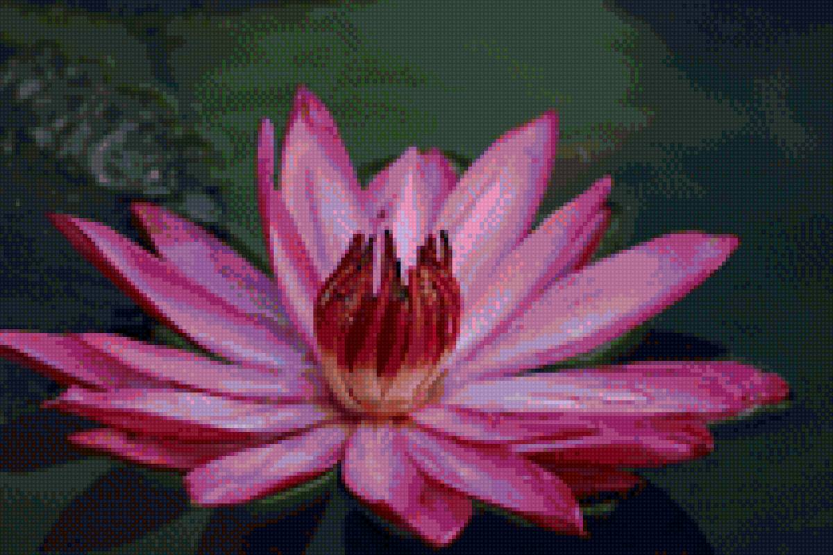 Розовый лотос - вода, природа, цветок, лотос - предпросмотр