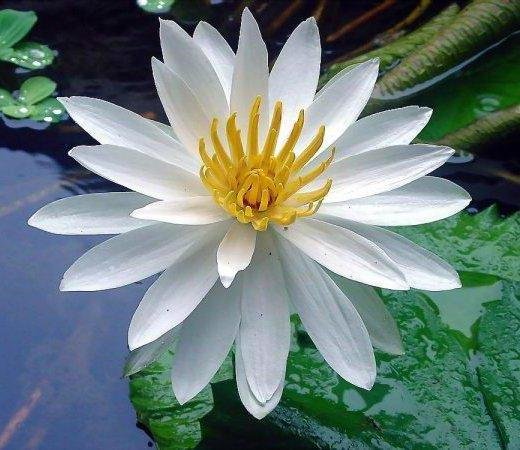 Белый лотос - вода, цветок, природа, лотос - оригинал