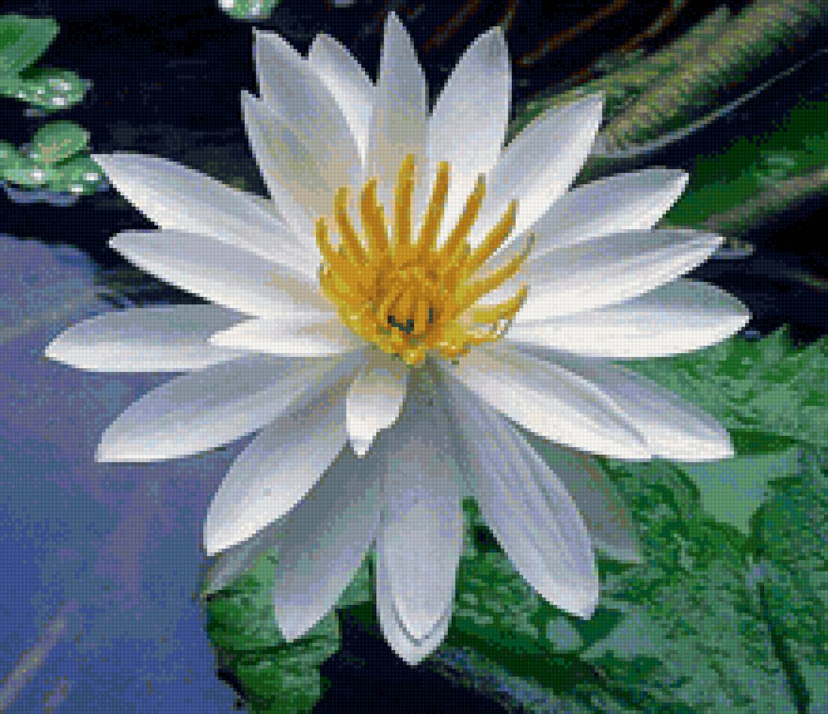 Белый лотос - вода, лотос, цветок, природа - предпросмотр