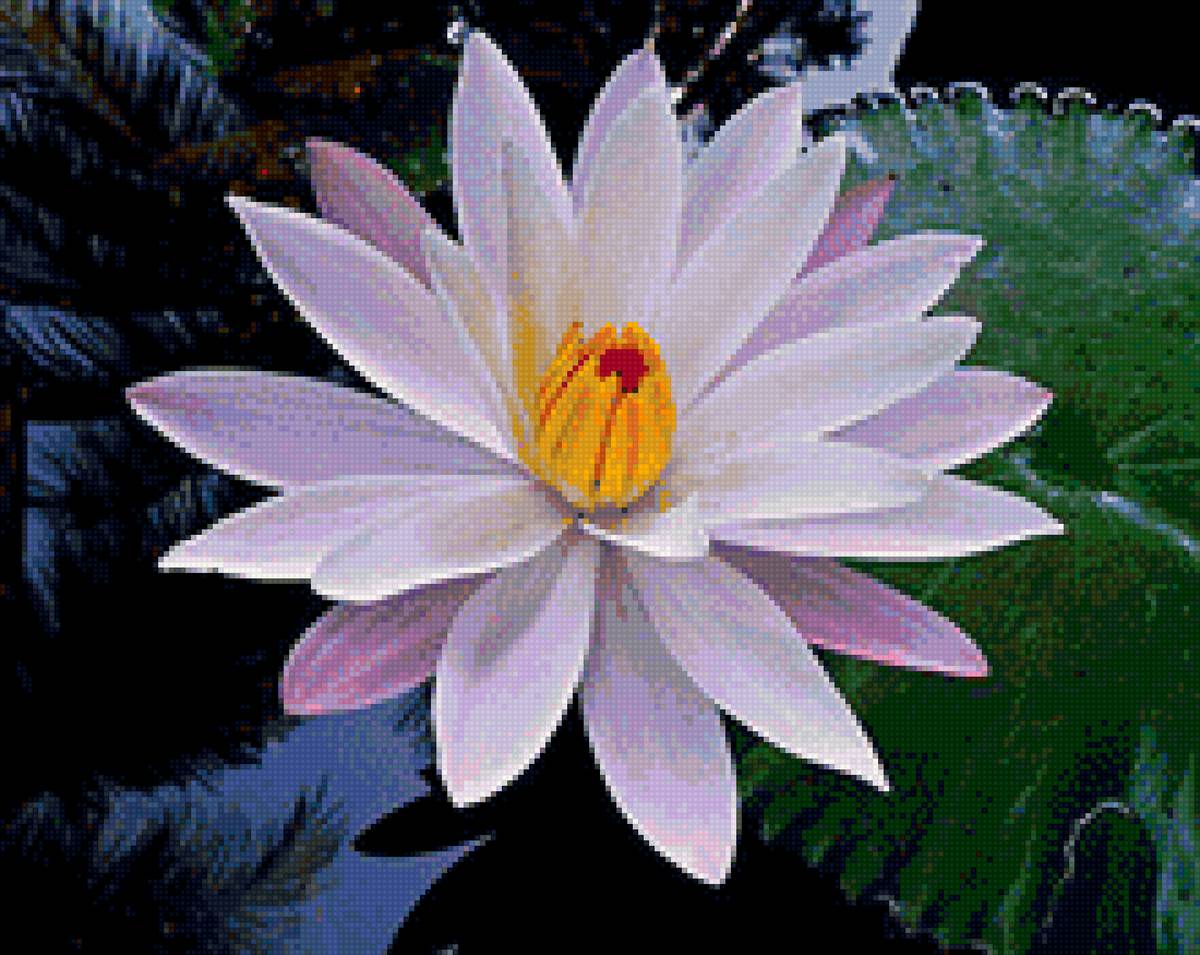 Белый лотос - лотос, цветок, вода, природа - предпросмотр