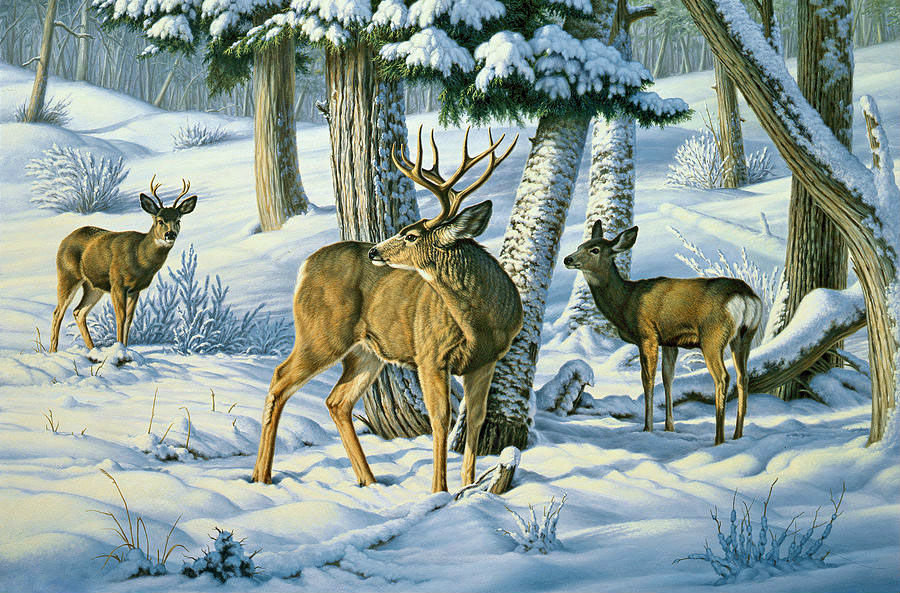 Олени - зима, животные, снег, лес - оригинал