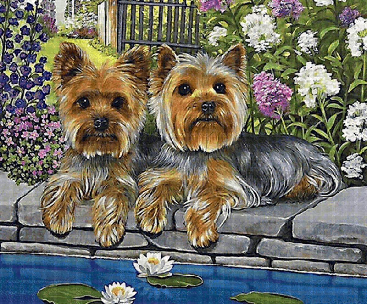 собаки - собаки - предпросмотр