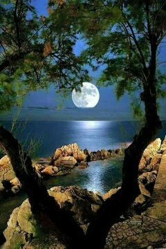 Лунная дорожка - дерево, свет, море, камни, луна - оригинал