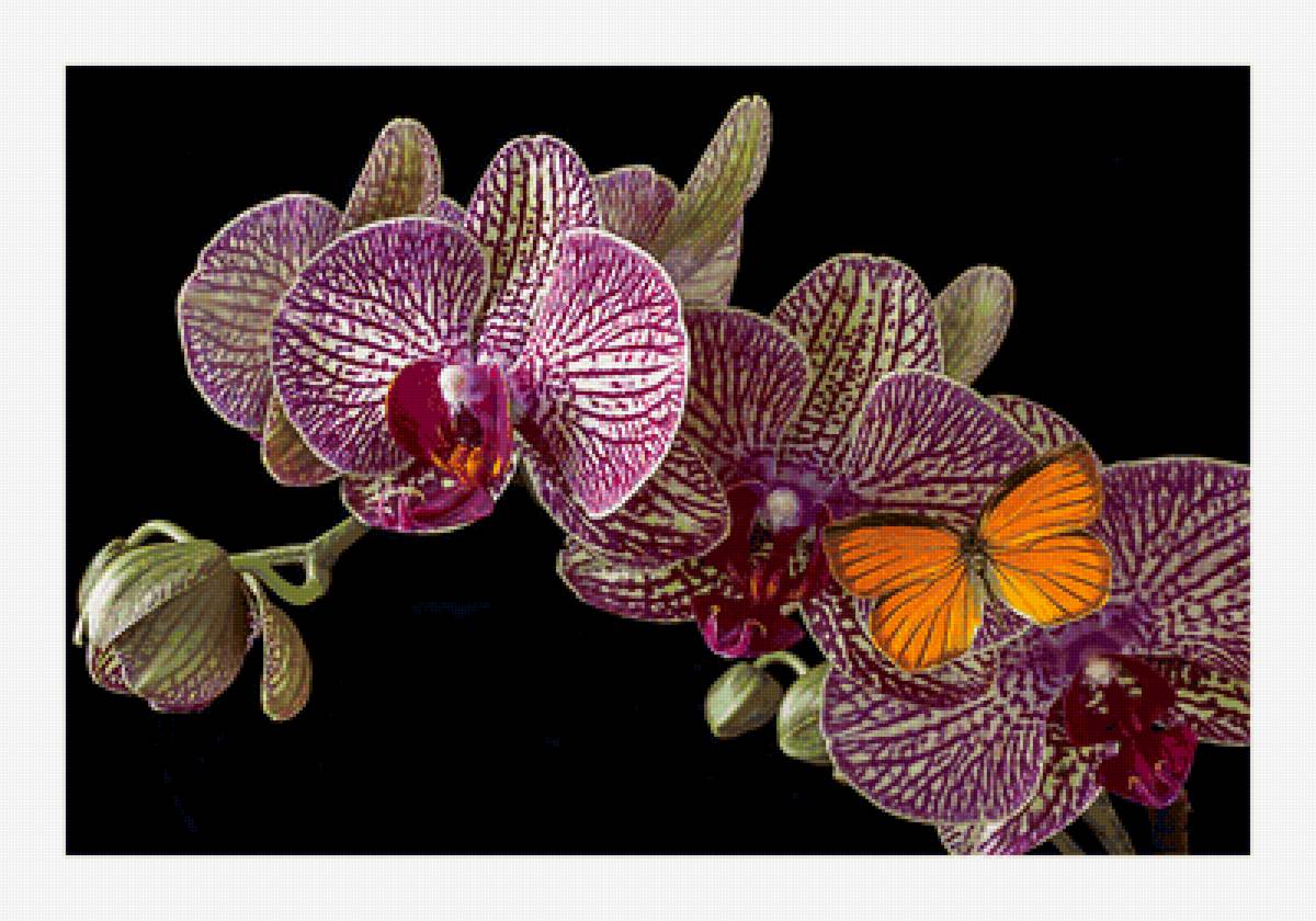 Цветы орхидея бабочка. Фаленопсис Равелло бабочка. Фаленопсис Баттерфляй орхид. Орхидея Phalaenopsis Qwirkle. Орхидея фаленопсис Чармер.