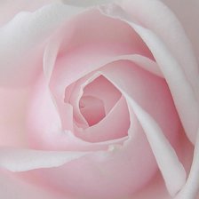 Схема вышивки «роза»