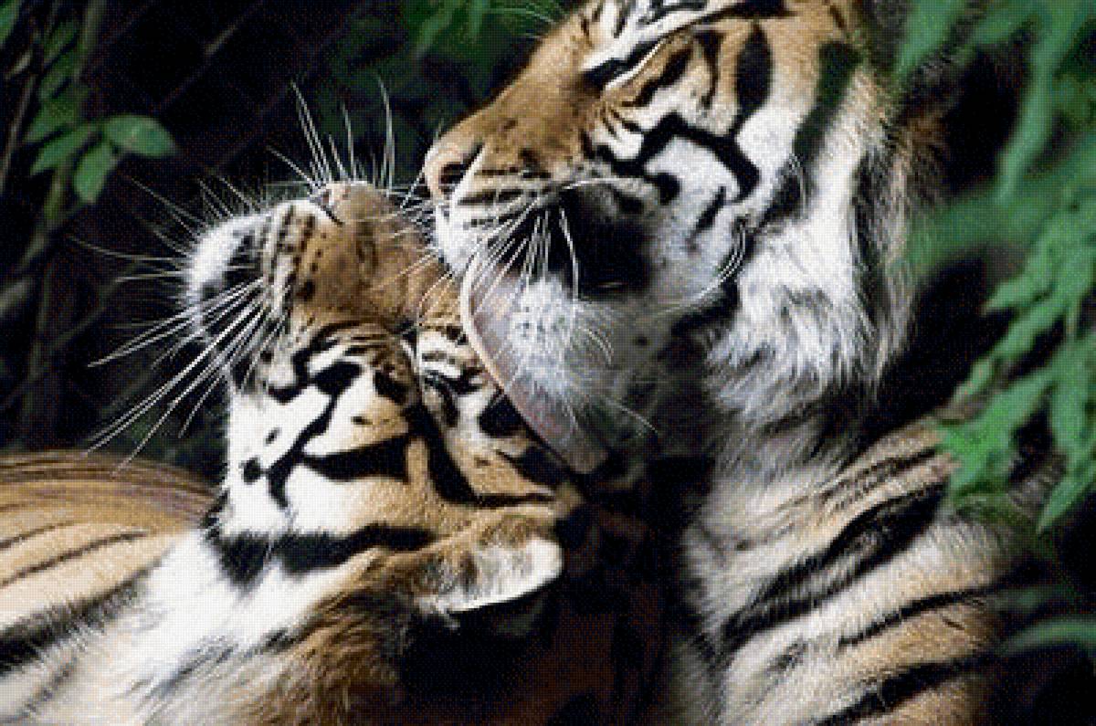 №1796336 - любовь, пара, нежность, хищник, тигр - предпросмотр