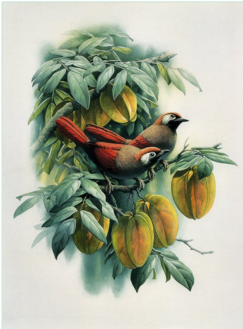 По картине Цзэн Сяо Лиана - птицы, ветвь, цветы - оригинал