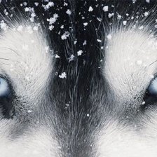 Схема вышивки «хаски2»