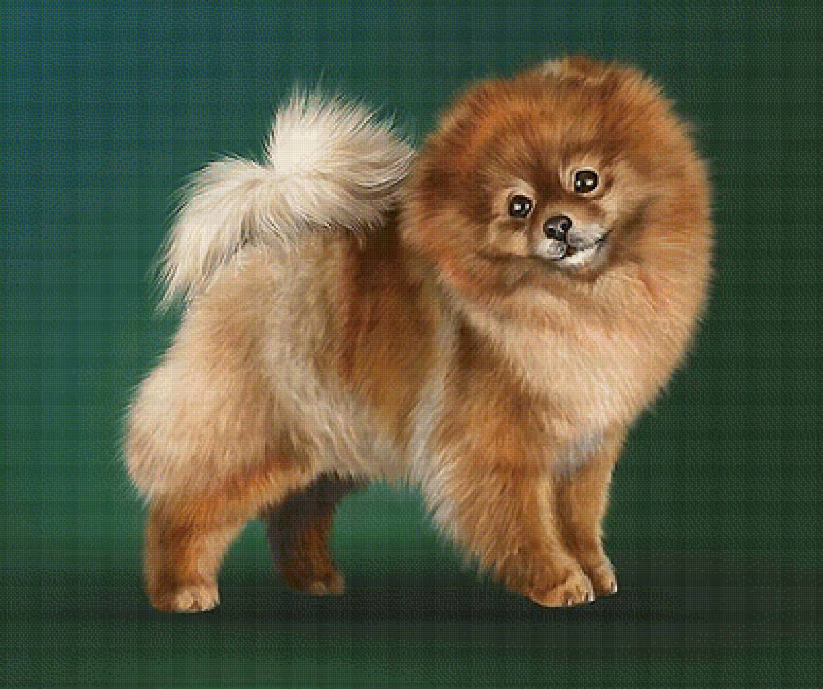 собака - собака - предпросмотр