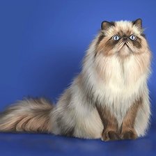 Схема вышивки «кот»