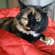 Схема вышивки «Марго»