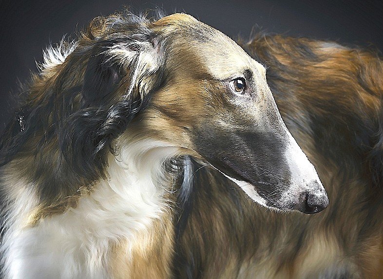 собака - собака - оригинал