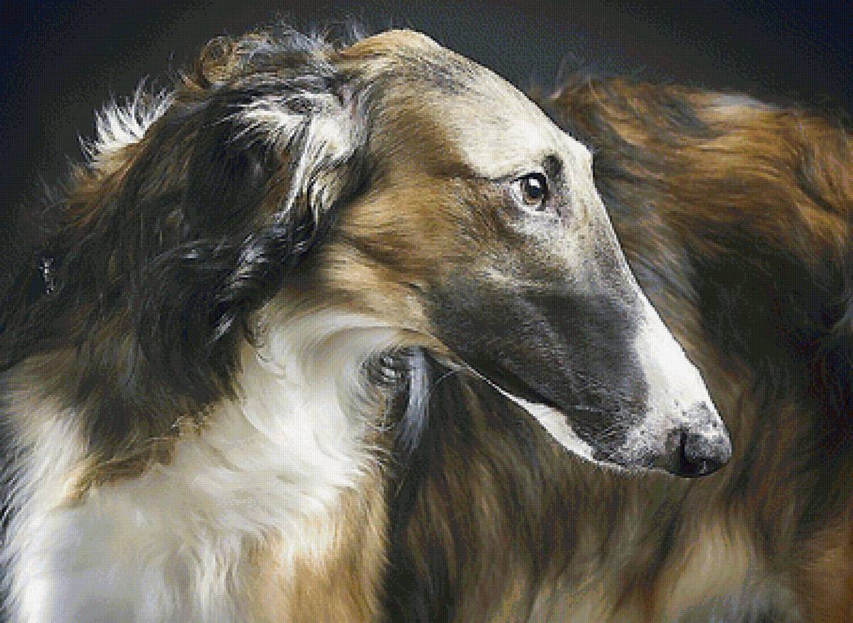 собака - собака - предпросмотр