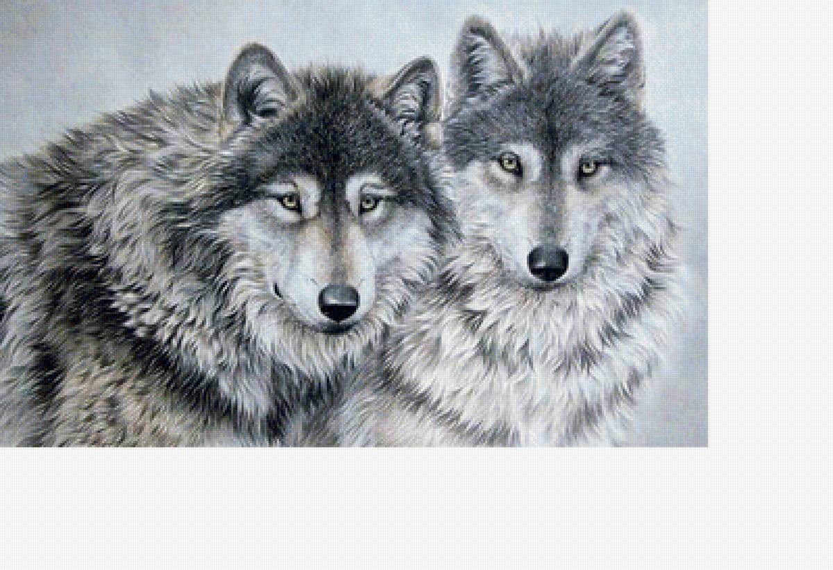 Волки - звери, животные - предпросмотр