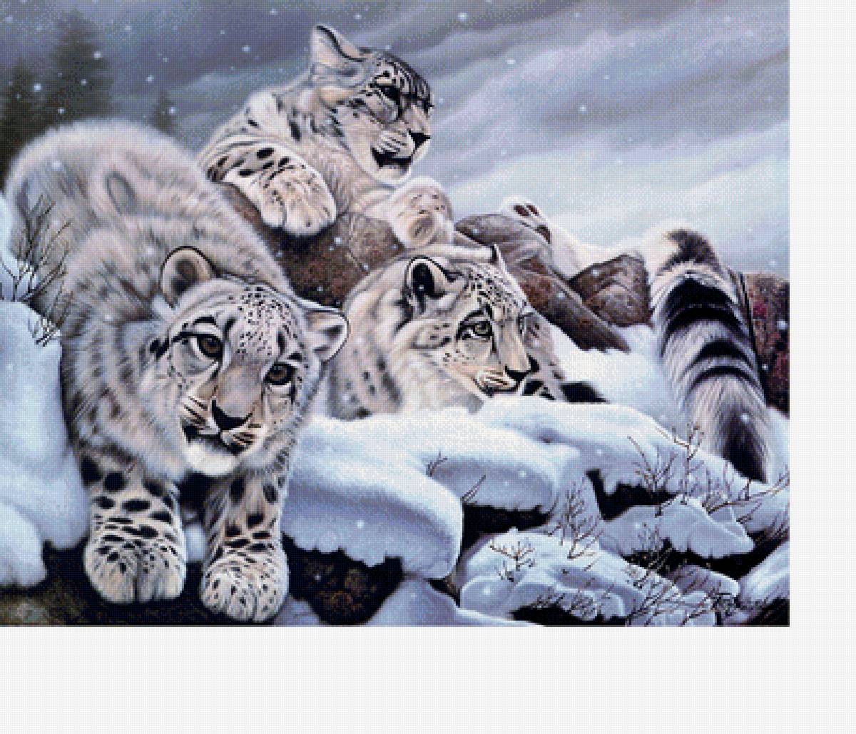Снежные барсы - зима, звери, снег, животные - предпросмотр