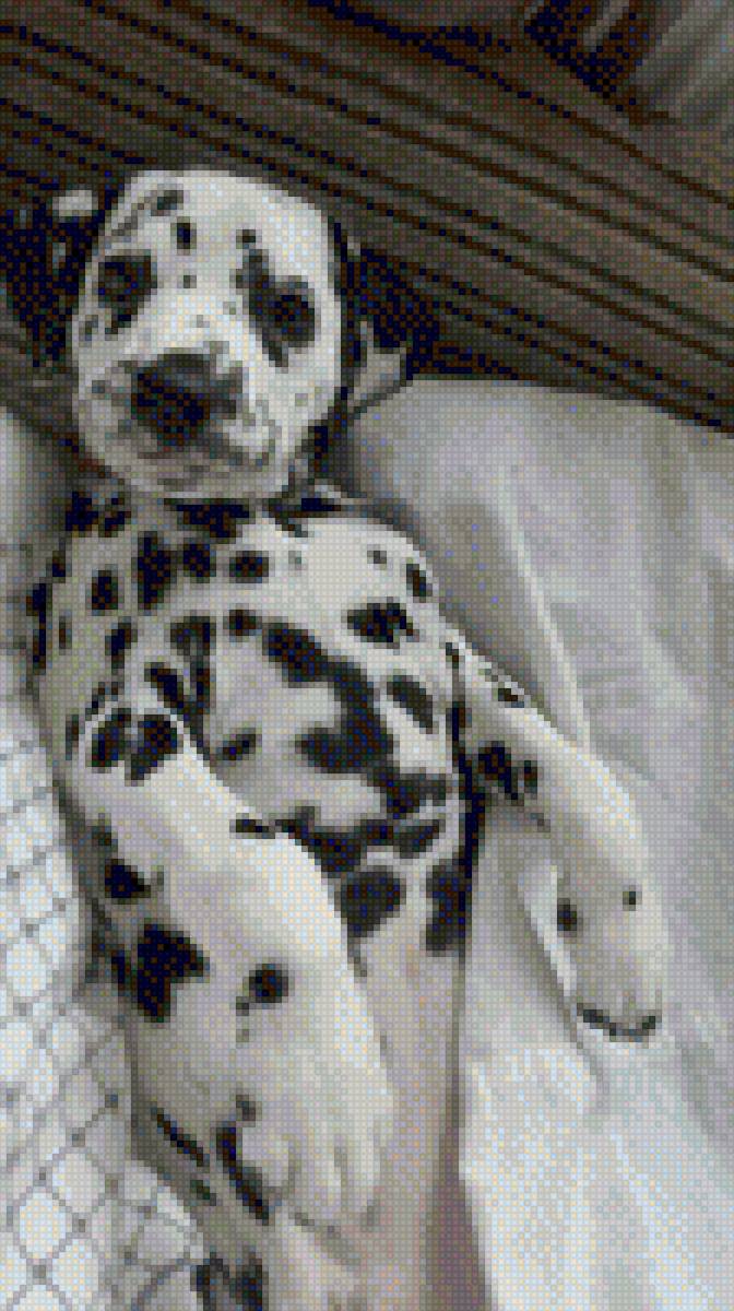 Долматинец.Симона - долматинец, собака - предпросмотр