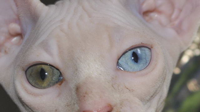 Глаза Сфиинкса - сфинкс, глаза, кошки - оригинал