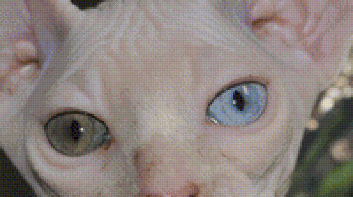 Глаза Сфиинкса - сфинкс, глаза, кошки - предпросмотр