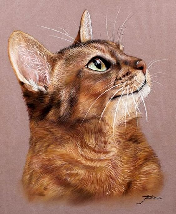 Портрет - кошки - оригинал