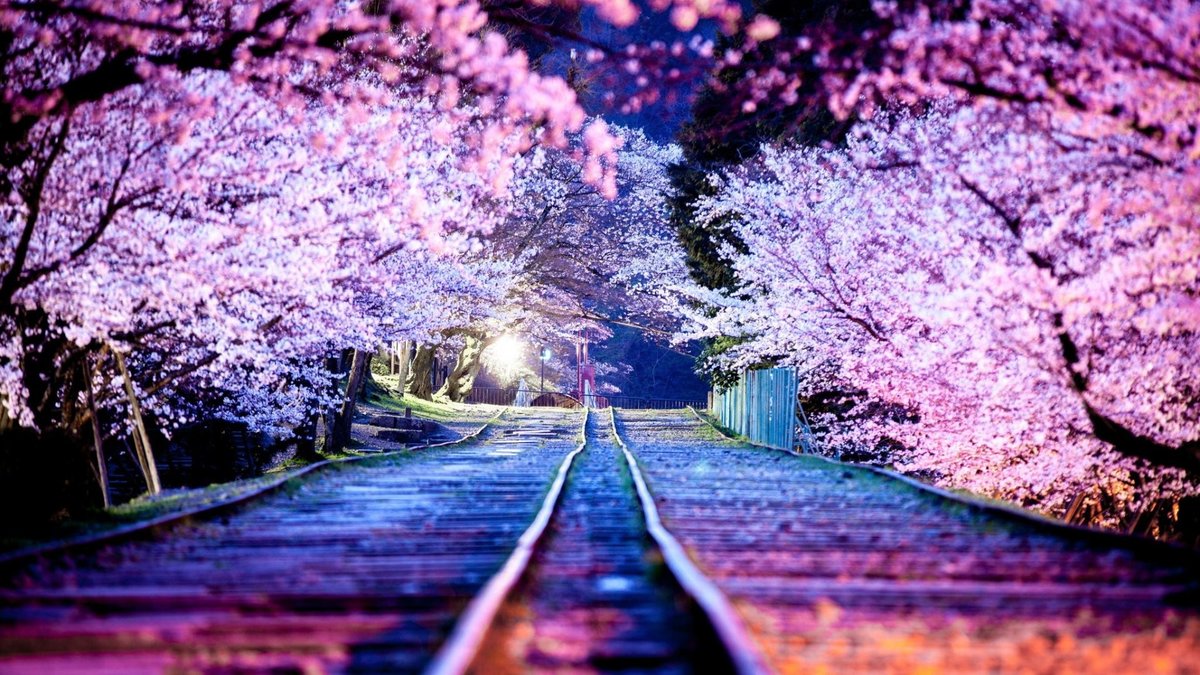 Япония. Киото - вечер, сакура, киото, япония - оригинал