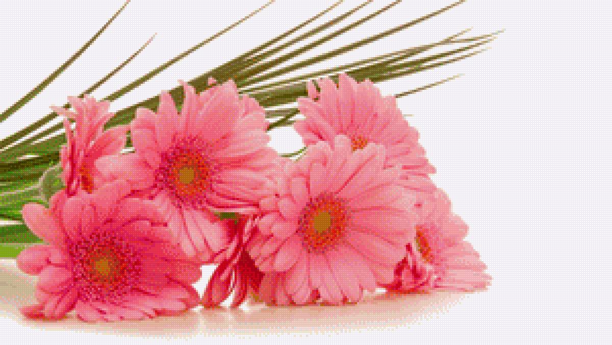 Герберы - предпросмотр