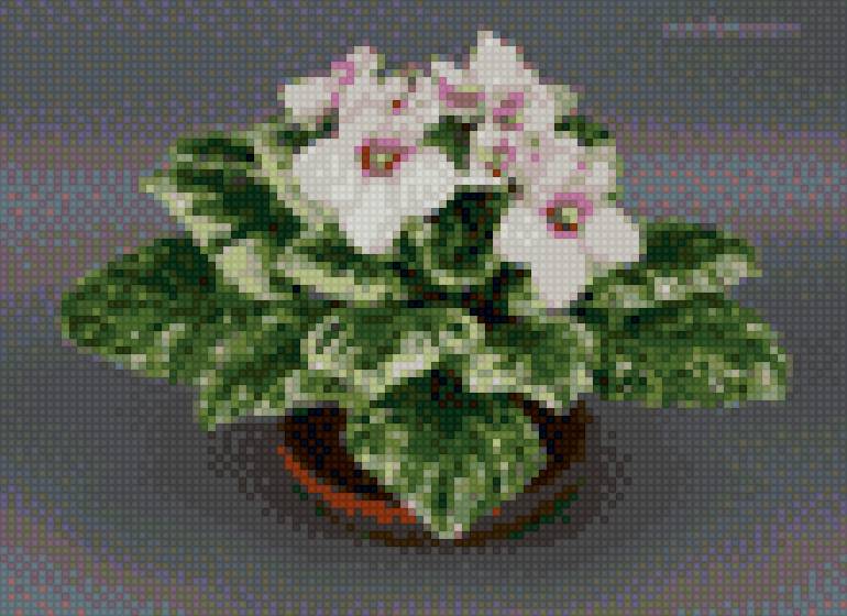 Пестролистная белоснежка - стол, цветы, горшок, листья - предпросмотр