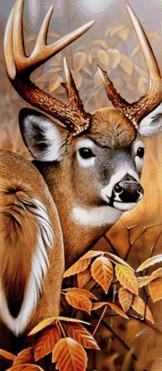 Олень - животные, олени - предпросмотр