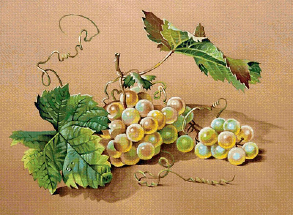 Серия "Виноград" - виноград, натюрморт - предпросмотр