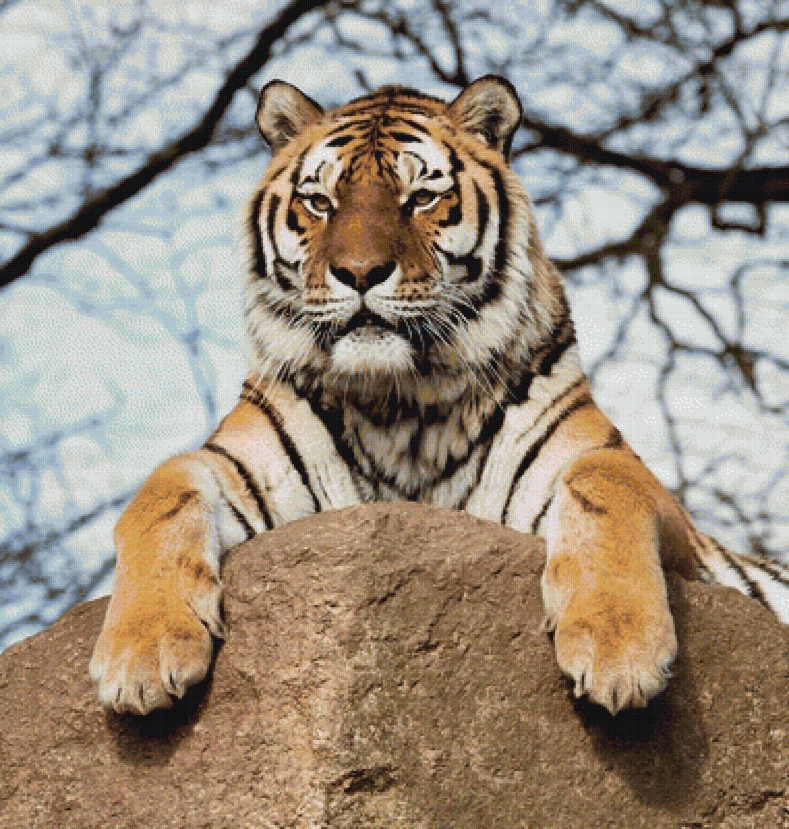 Тигр на скале - предпросмотр
