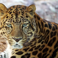 Схема вышивки «леопард»