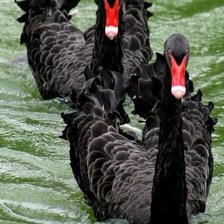 Схема вышивки «черные лебеди»