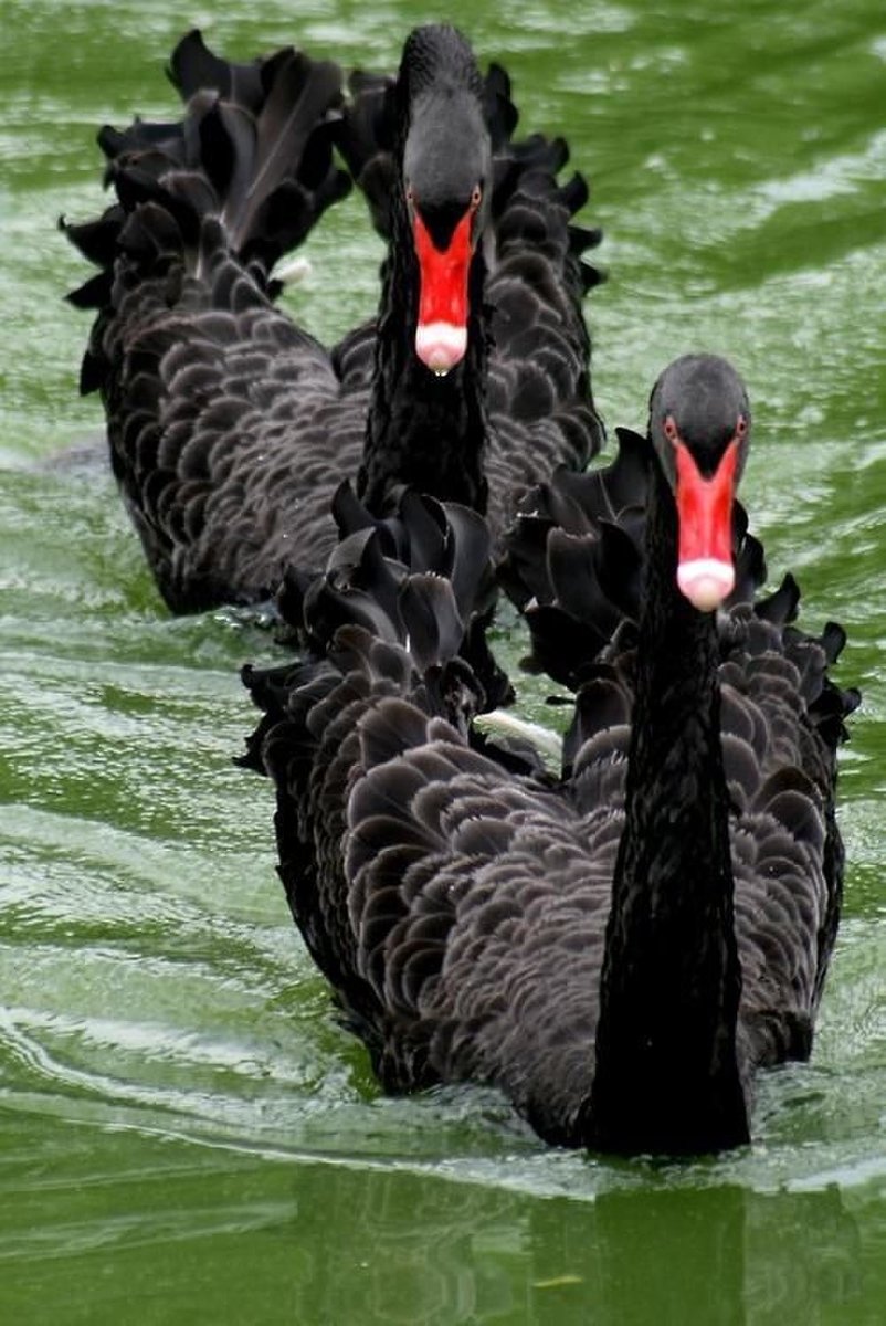 черные лебеди - лебеди, животные - оригинал