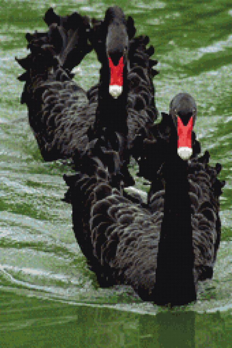 черные лебеди - животные, лебеди - предпросмотр