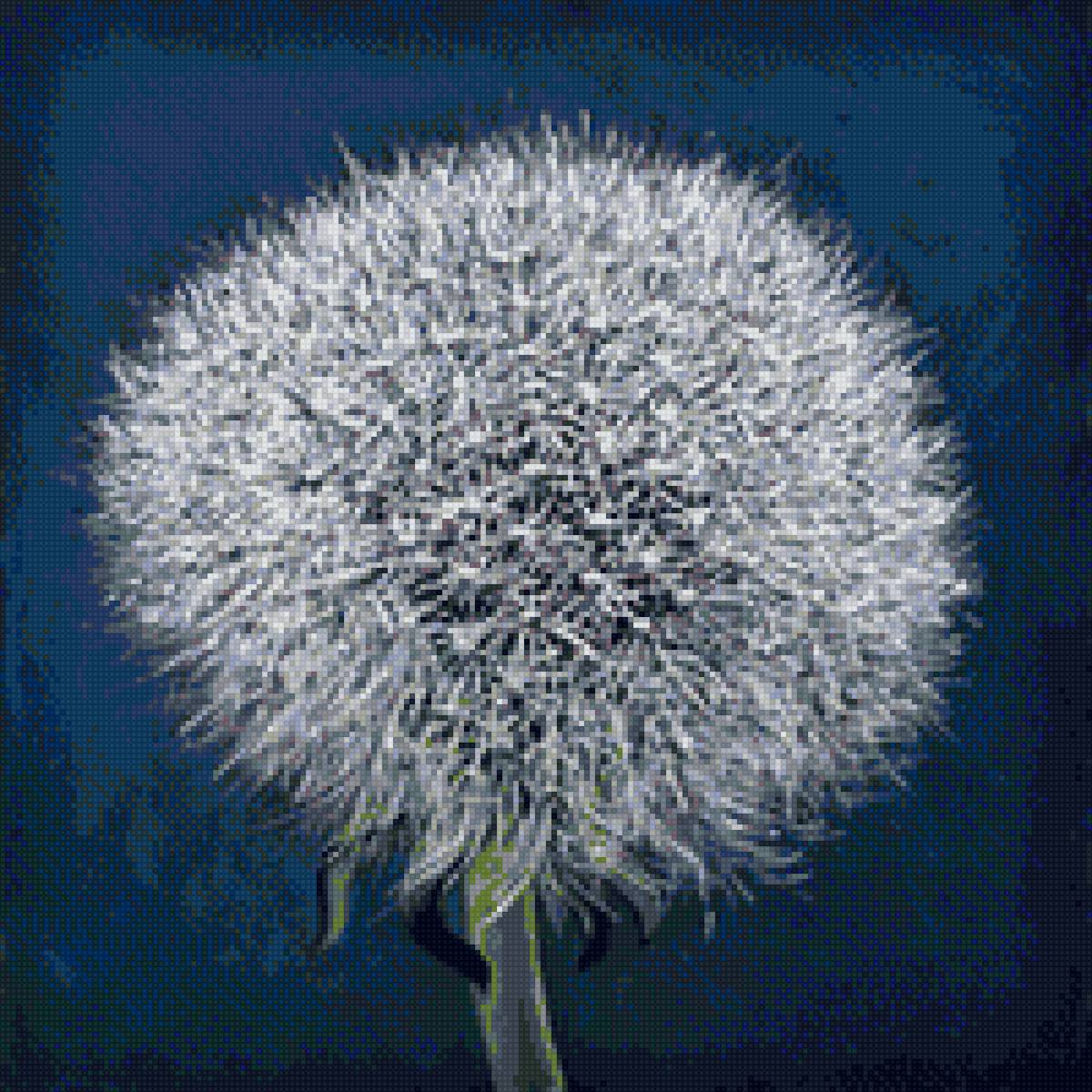 одуванчики - цветок - предпросмотр