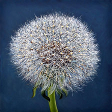 одуванчики