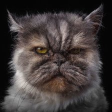 Схема вышивки «котик»