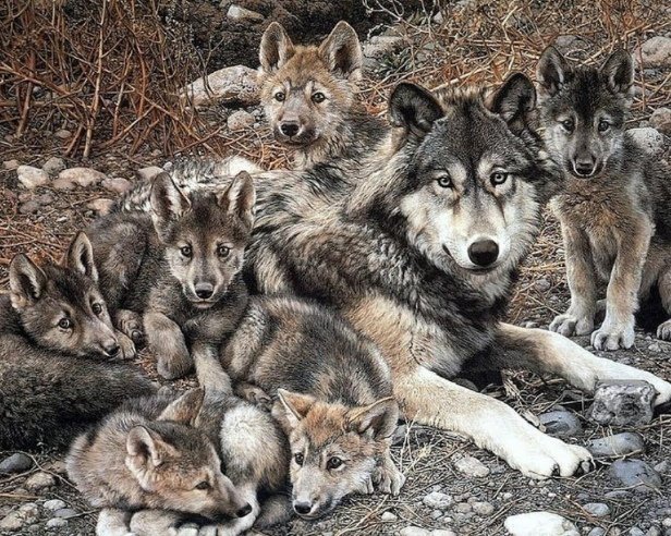 Волчья семья - оригинал