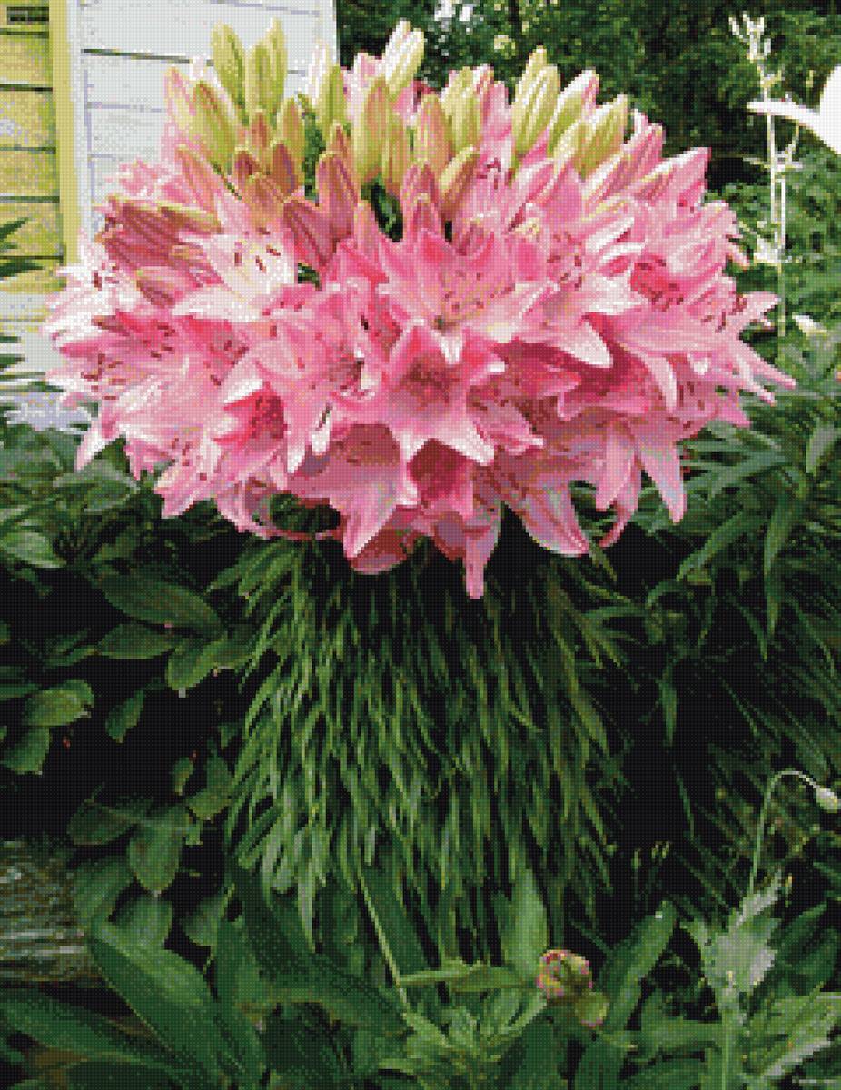 Букет - лилии - предпросмотр