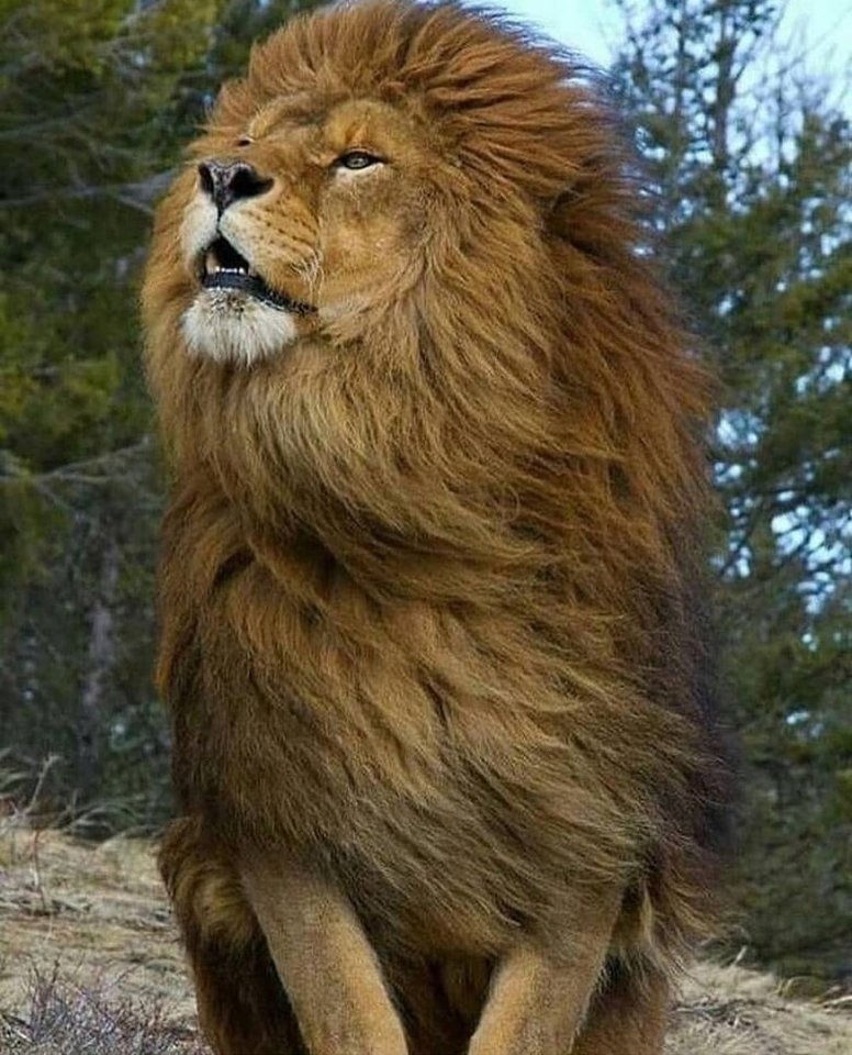 418 - оригинал