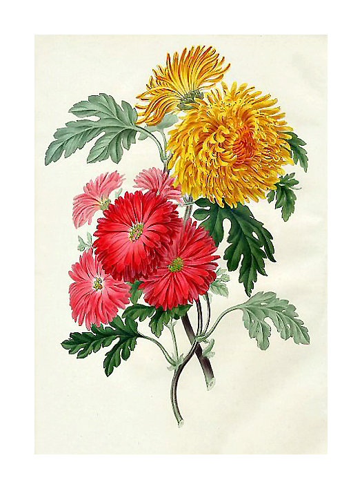Серия "Хризантемы" - цветы, букет, хризантемы, флора - оригинал