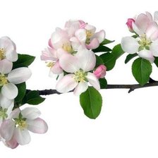 Схема вышивки «яблон»