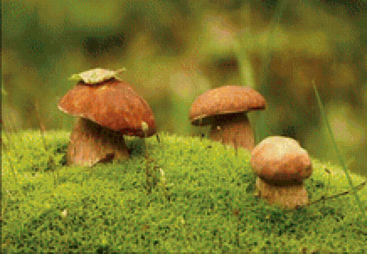 белые грибы - предпросмотр