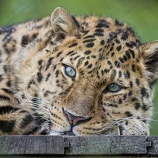 Схема вышивки «леопард»