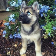 Схема вышивки «421»