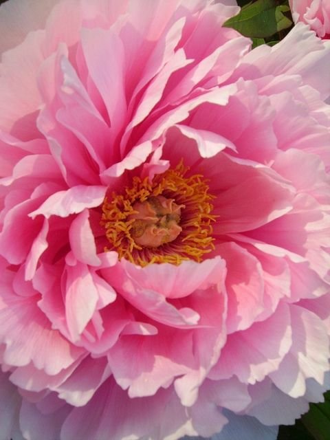 ПИОН - пион - оригинал