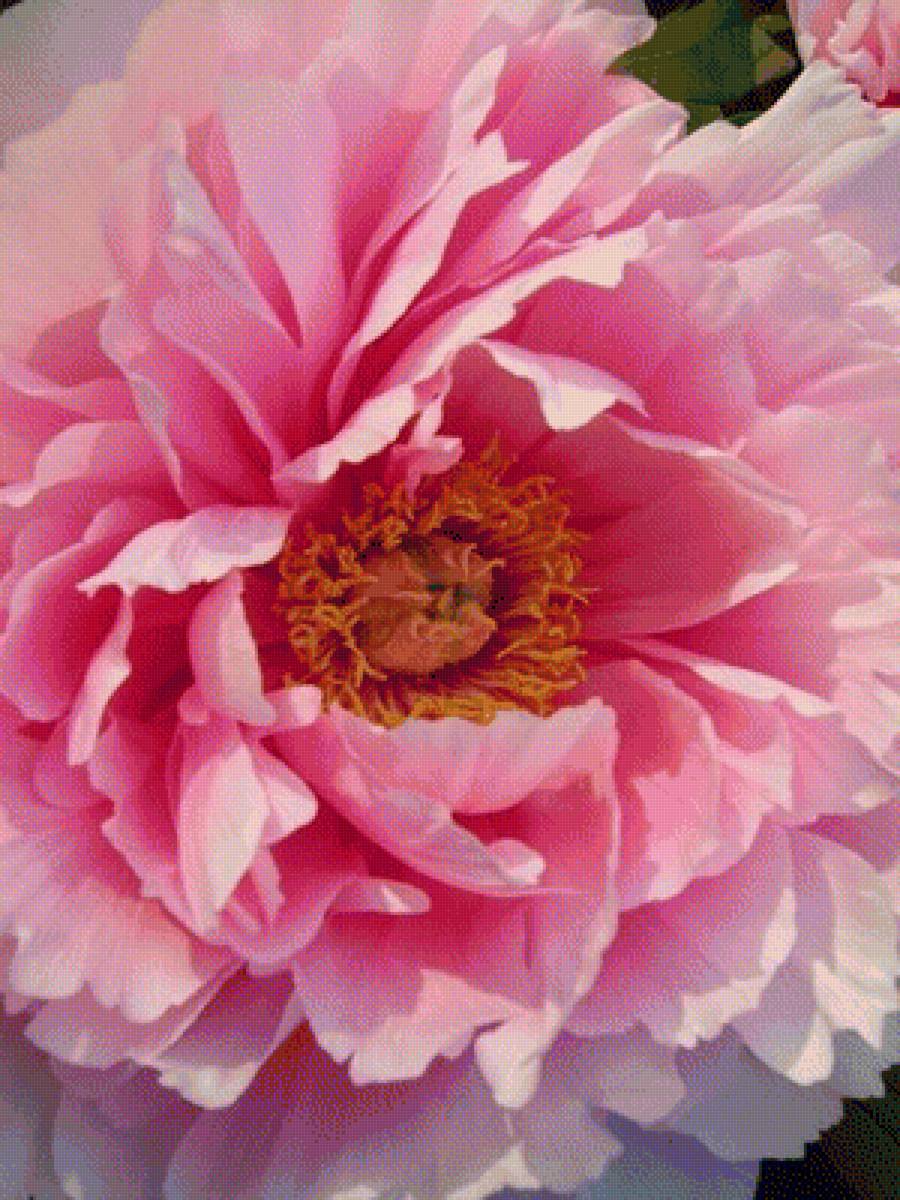 ПИОН - пион - предпросмотр