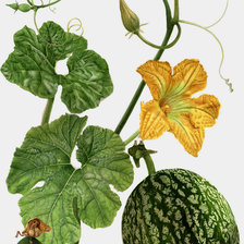 Схема вышивки «натюрморт»