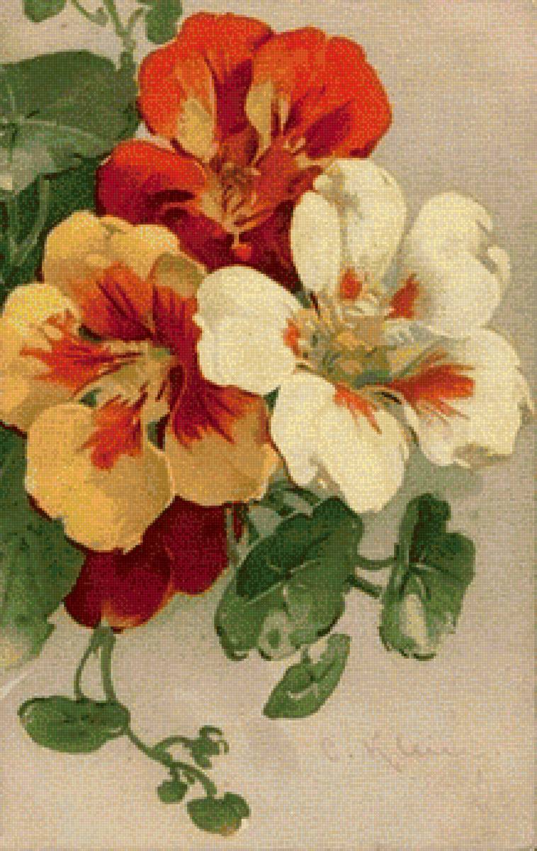 настурция - цветы. настурция - предпросмотр